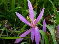 Weit geöffnete Blüte im hohen Gras